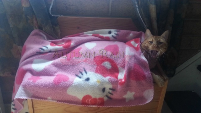 Wordless Wed:Recovering Sick Kitteh Edition