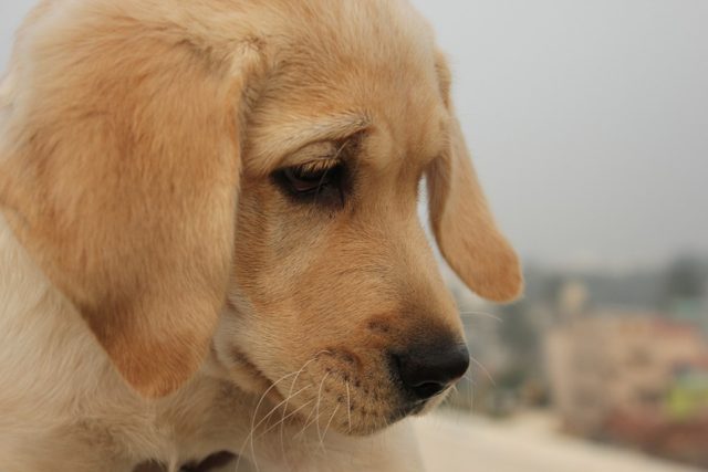 dog2