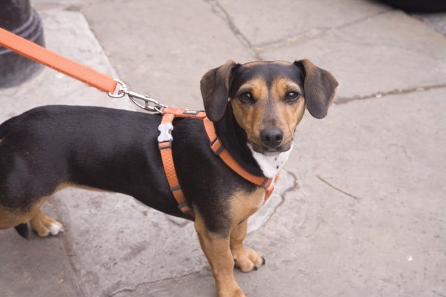 dog3