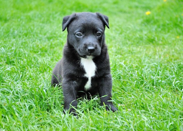 Dog Owners, Make Sure You’re Caring For Your Pet