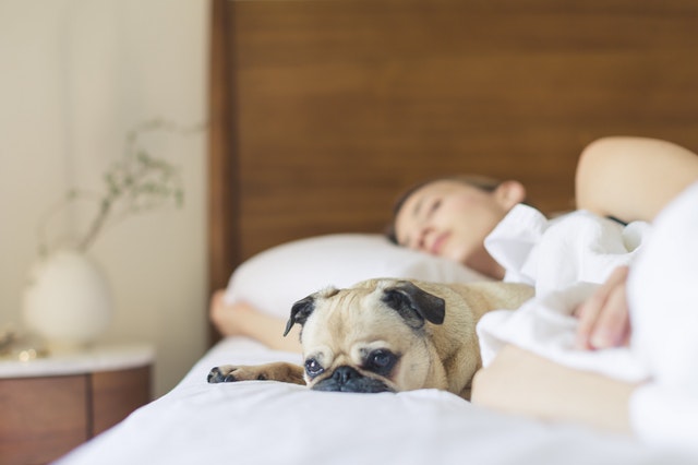 How To Make Your Home Dog-Friendly