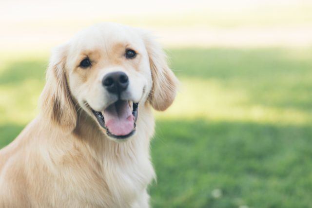 4 Ways You’ll Increase Your Dog’s Intelligence